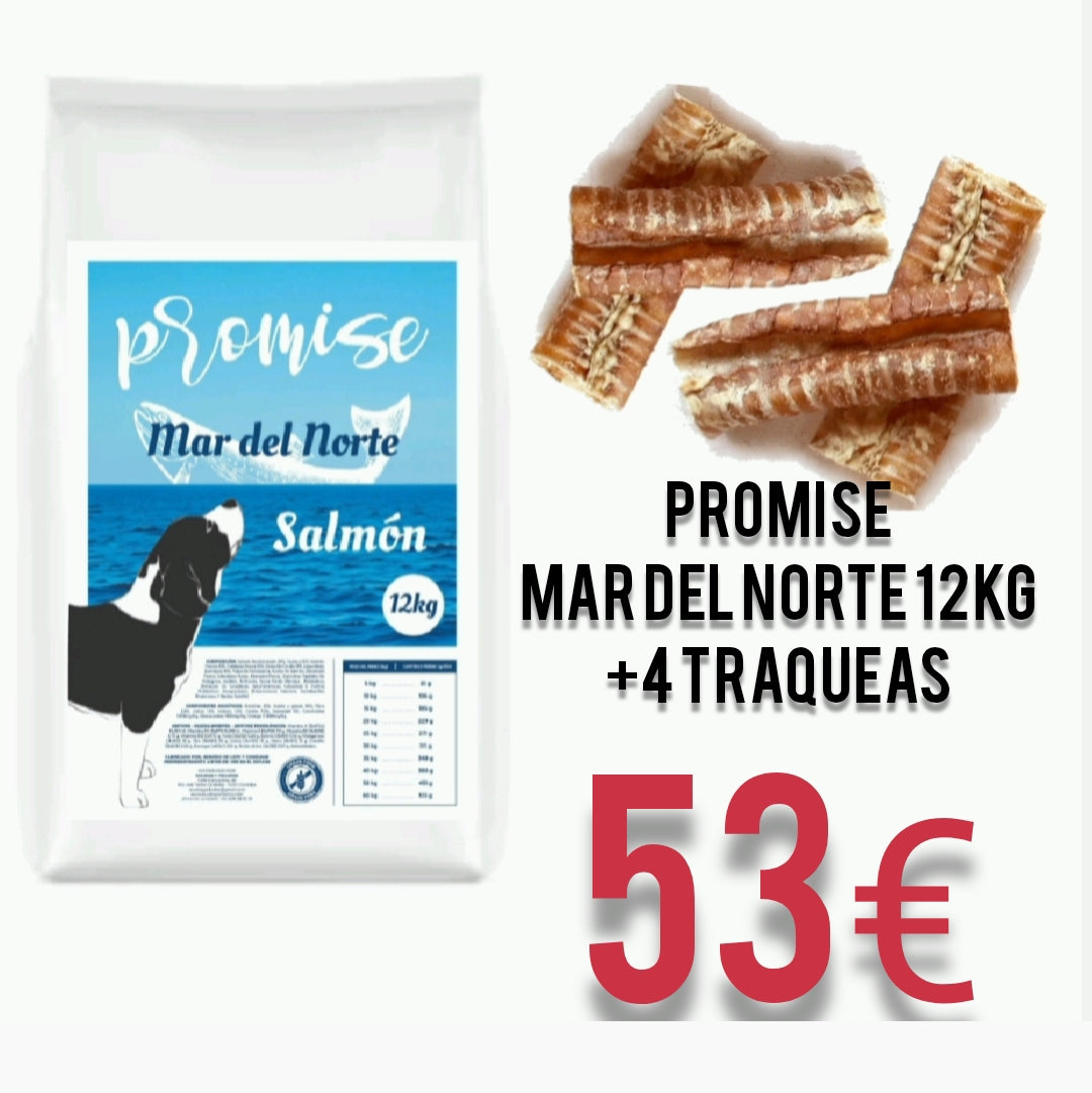 Mar del Norte+Traqueas