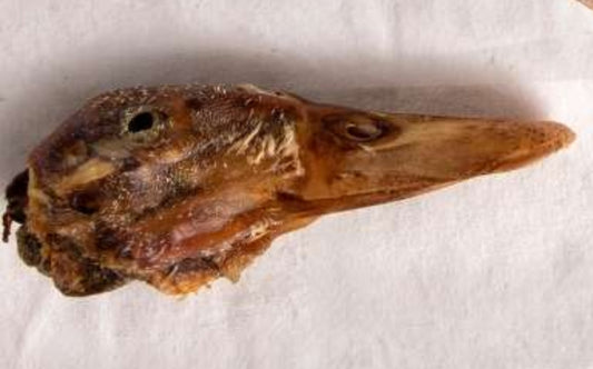 Cabeza de pato 1ud