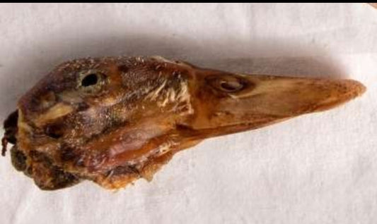 Cabeza de pato 6ud